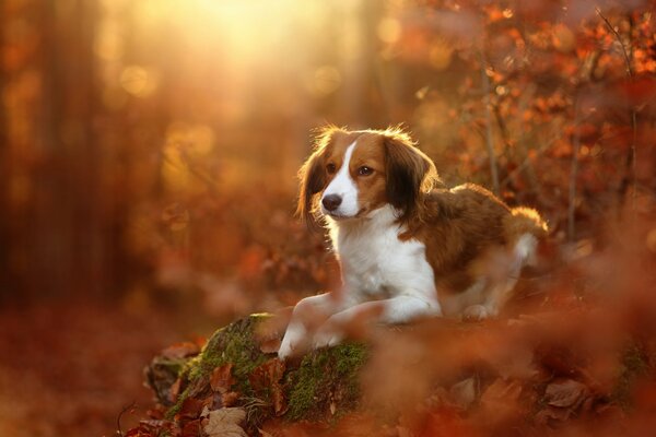 A puppy on a stone among yellow leaves