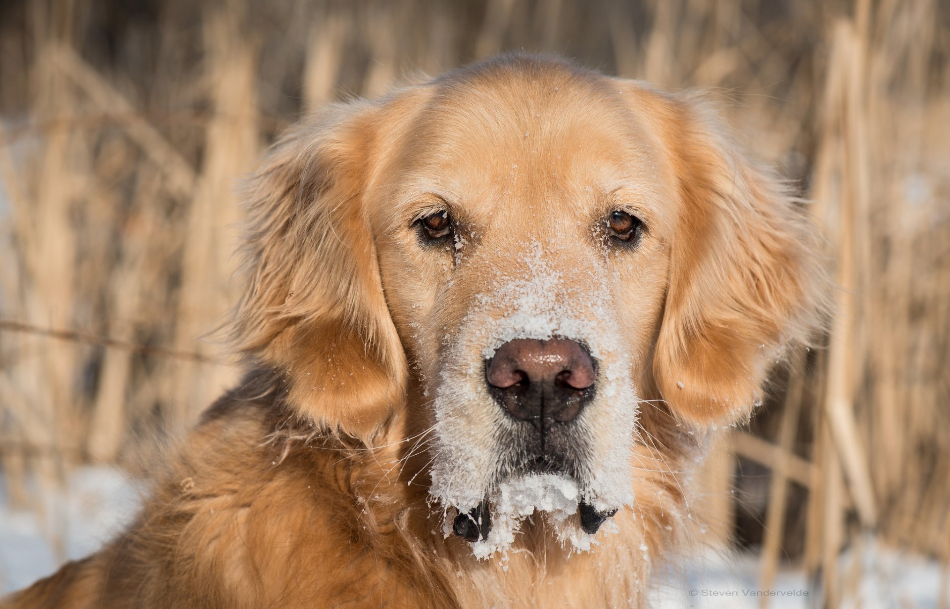 golden retriever golden retriever dog muzzle look snow