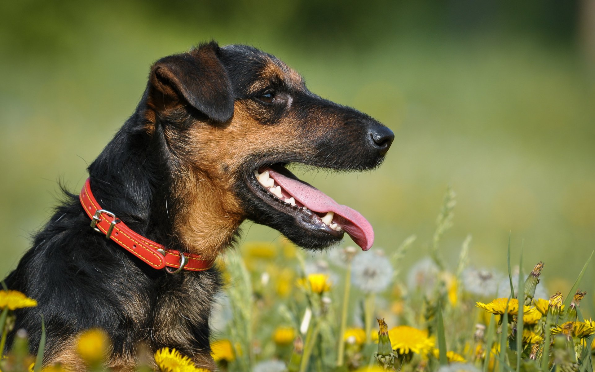 yagd terrier chien été