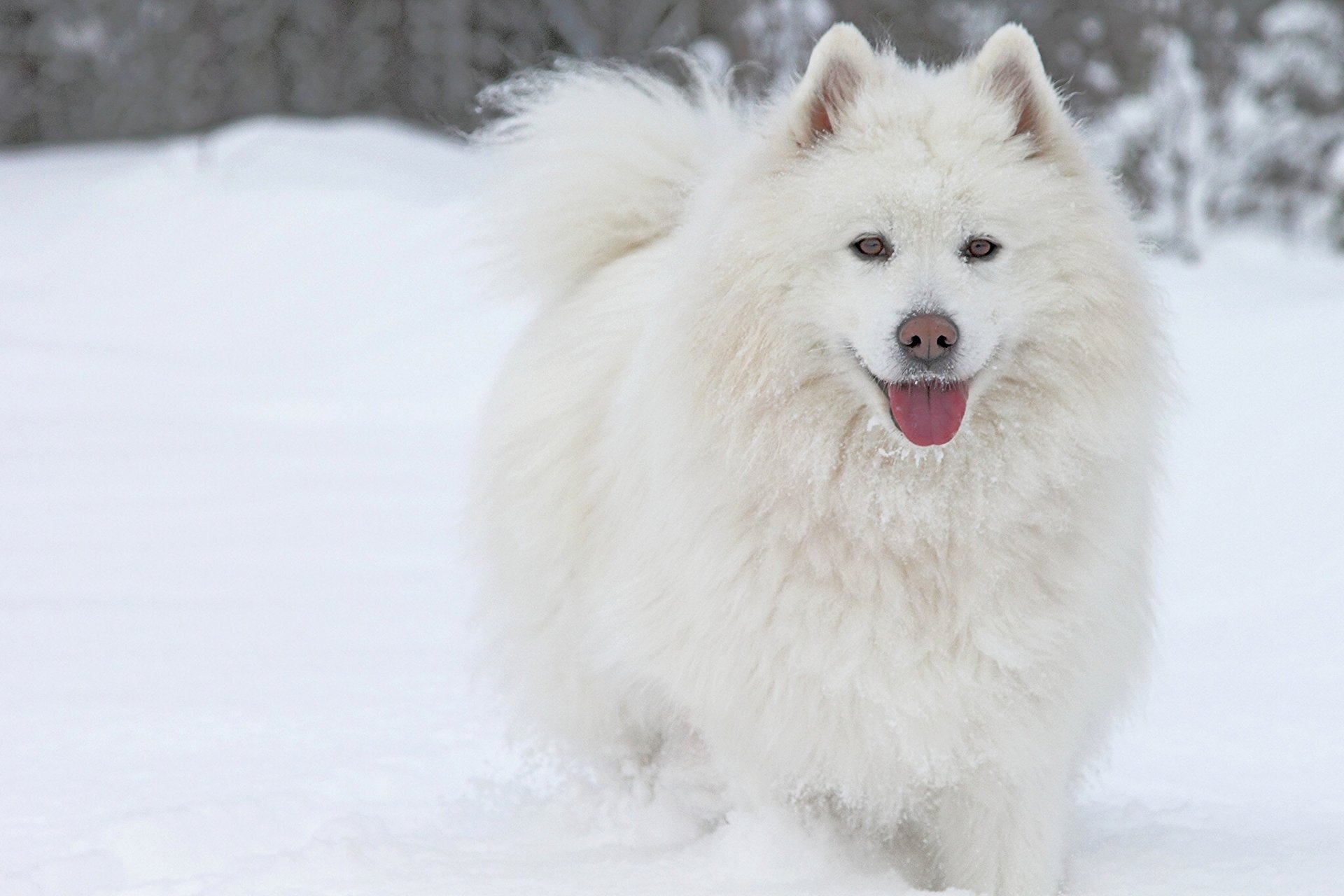 chien samoyède langue neige hiver