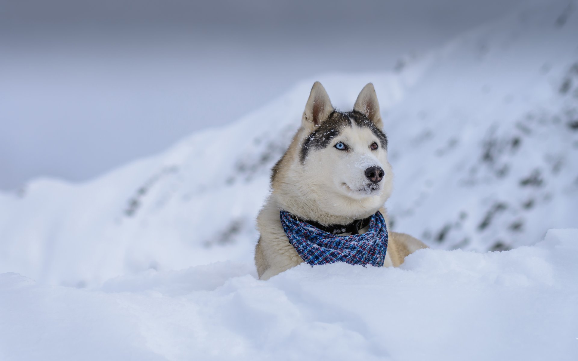 perro mirada amigo