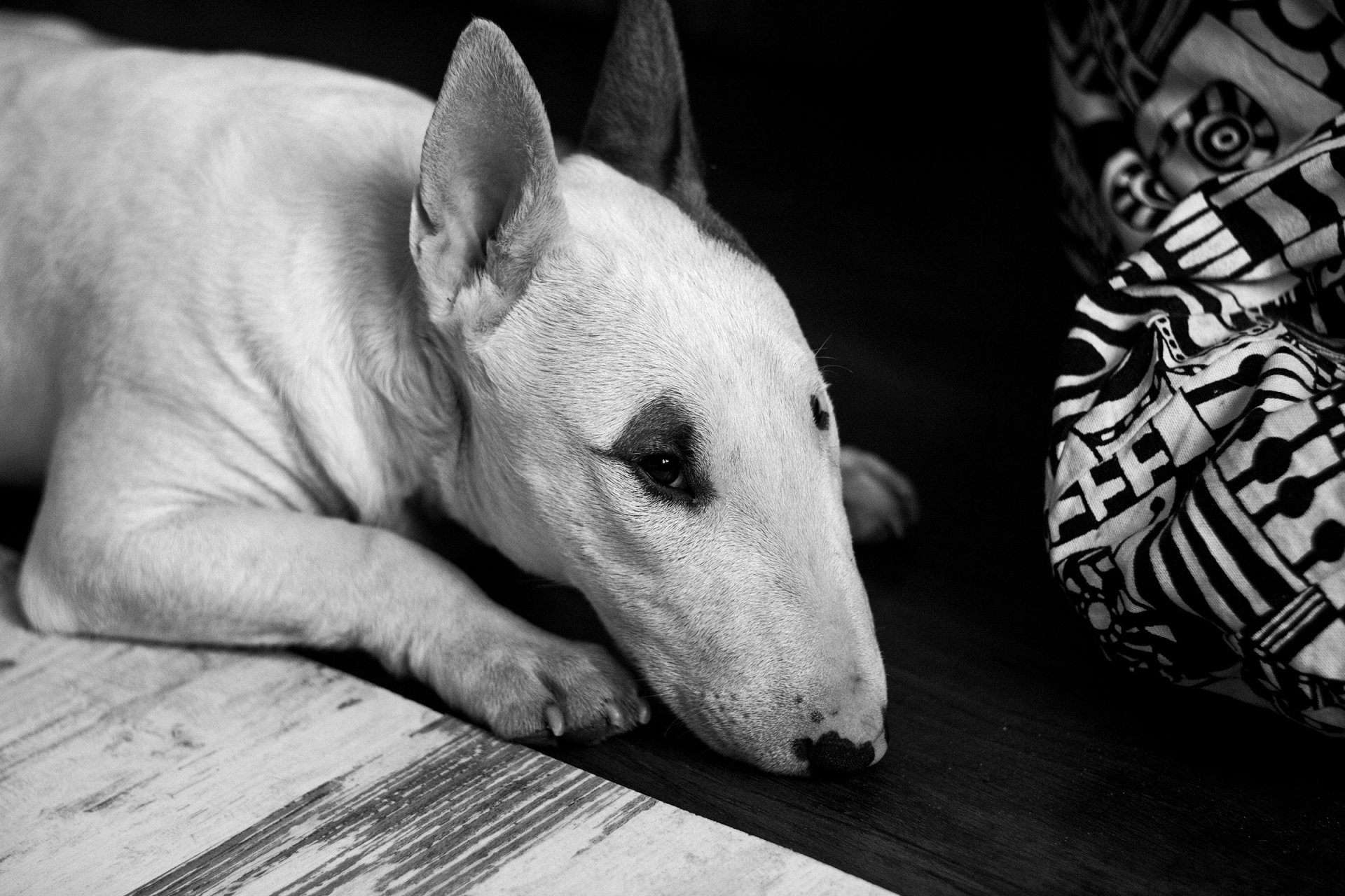 bull terrier bianco e nero b / n cane piano sdraiato creatura bestia