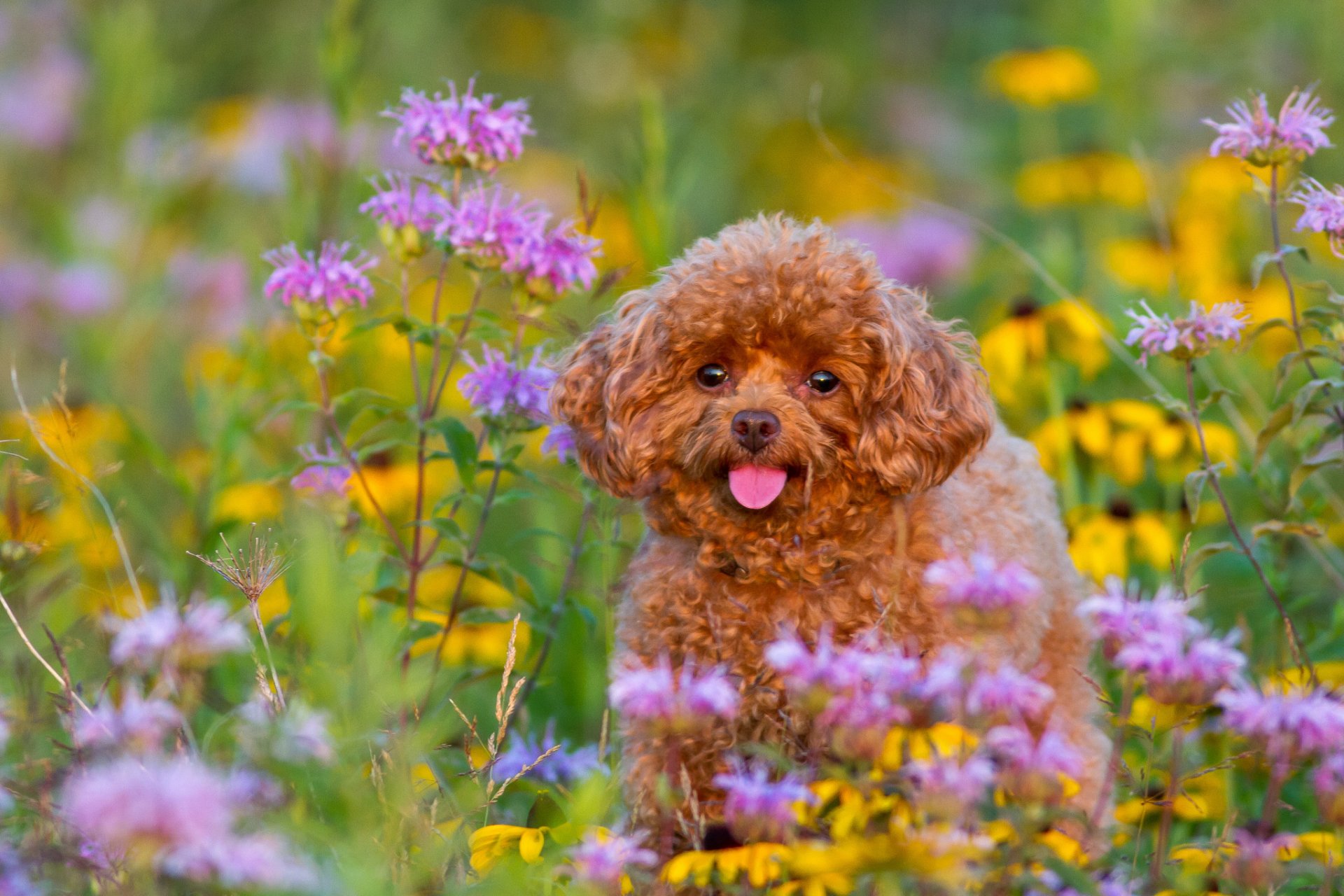 caniche chien chiot fleurs