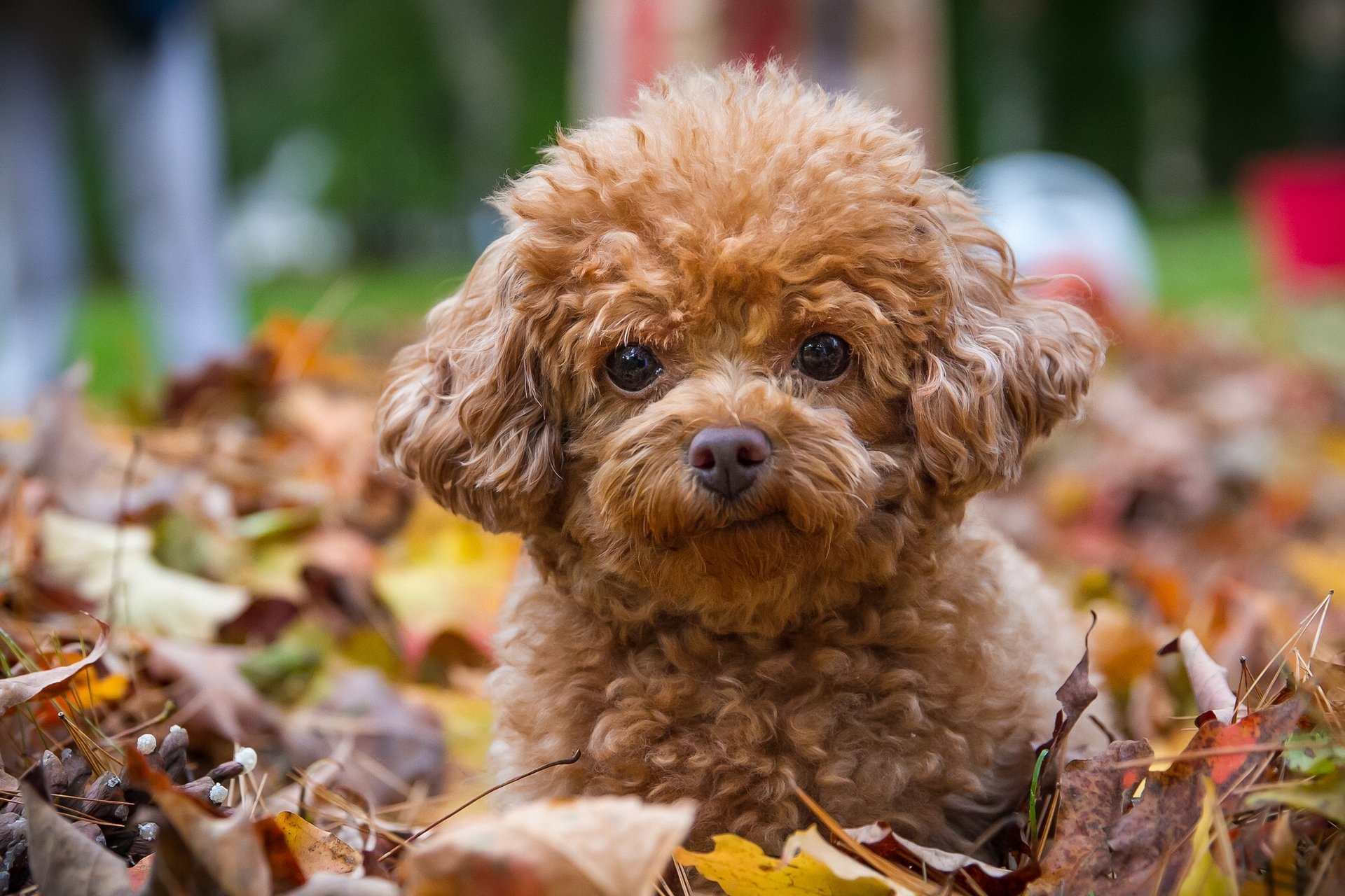 caniche perro cachorro mirada hojas