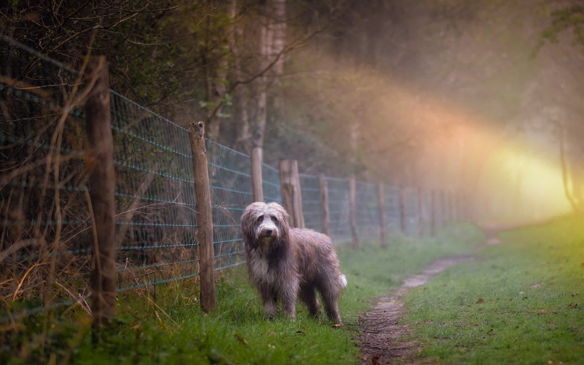 hund morgen nebel