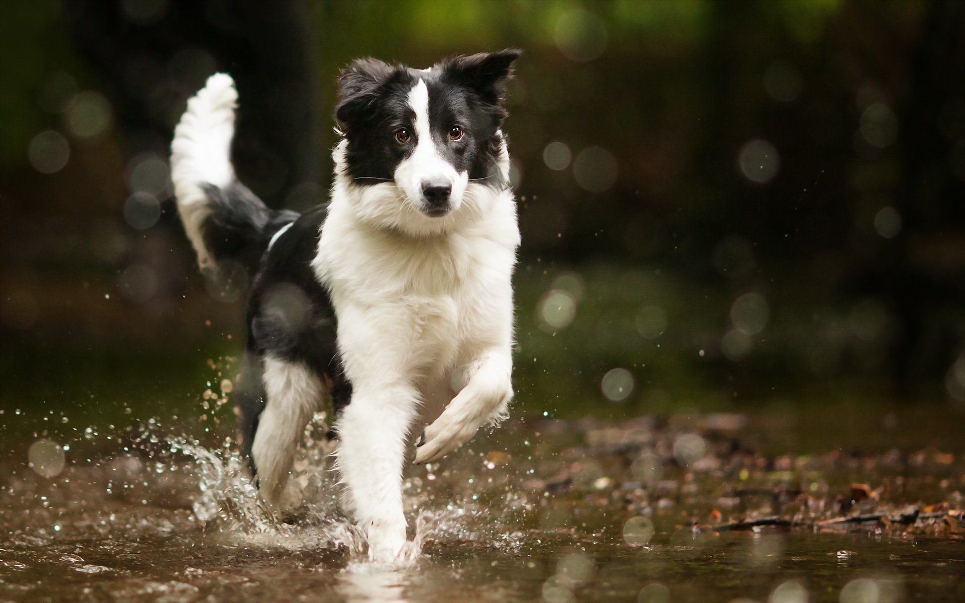 bordercollie chien eau