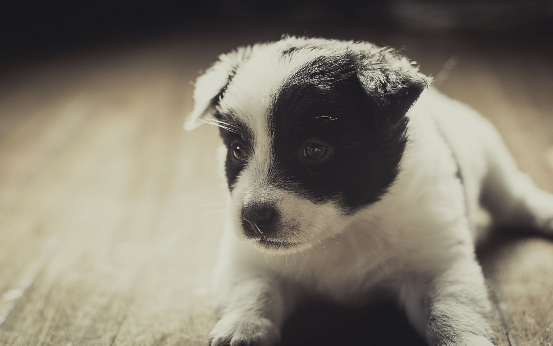 hund welpe freund schnauze