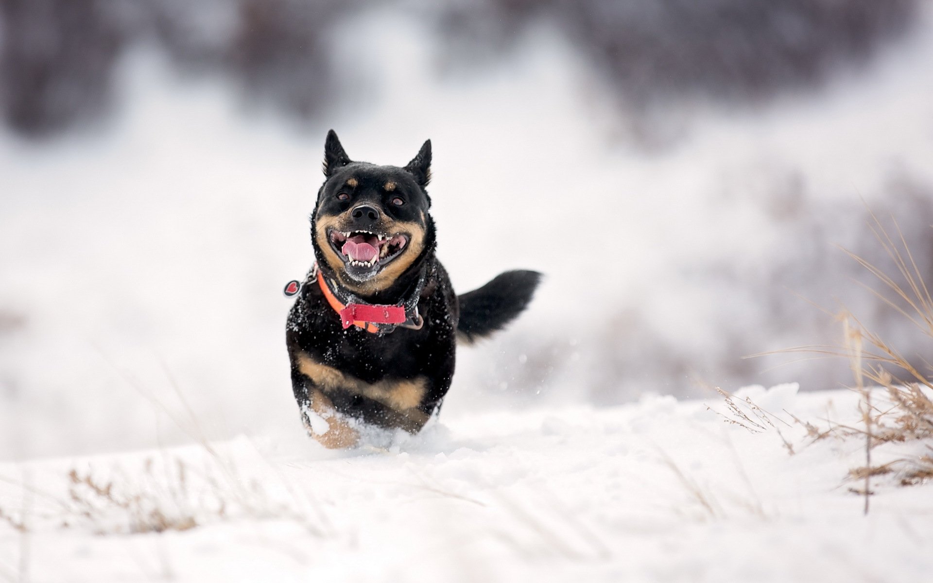 cane amico inverno neve