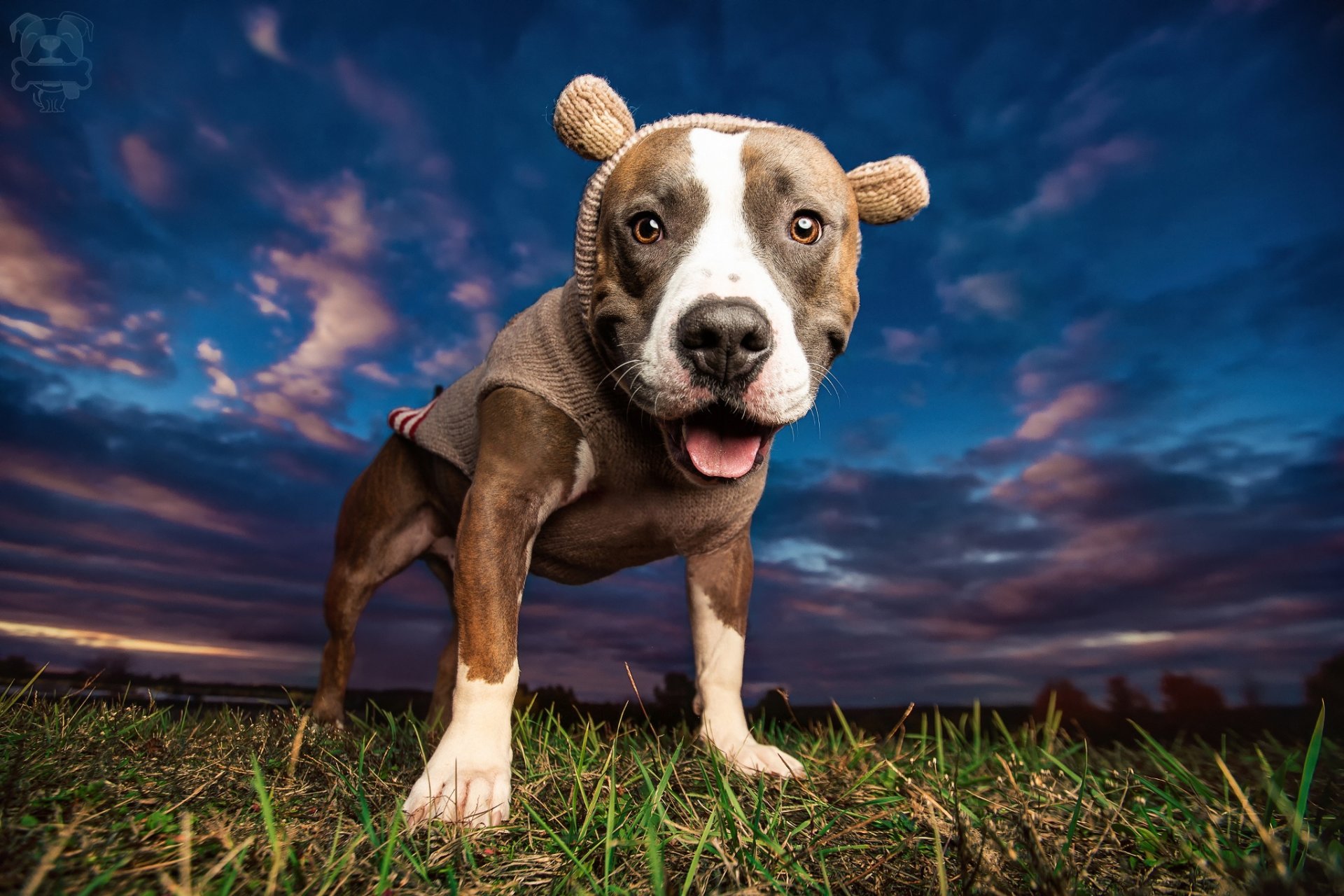 hund pitbull schnauze kleidung himmel