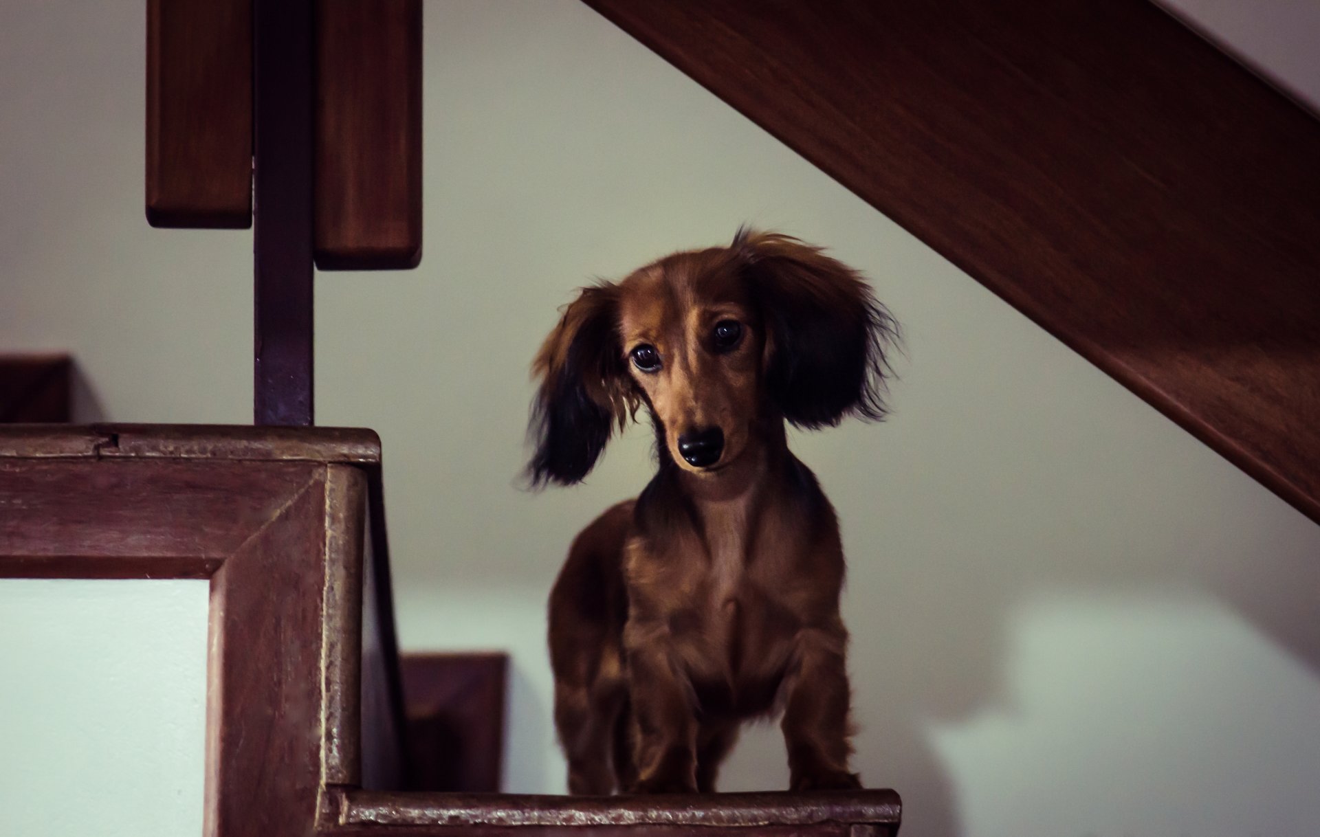 dachshund largo en miniatura perro casa