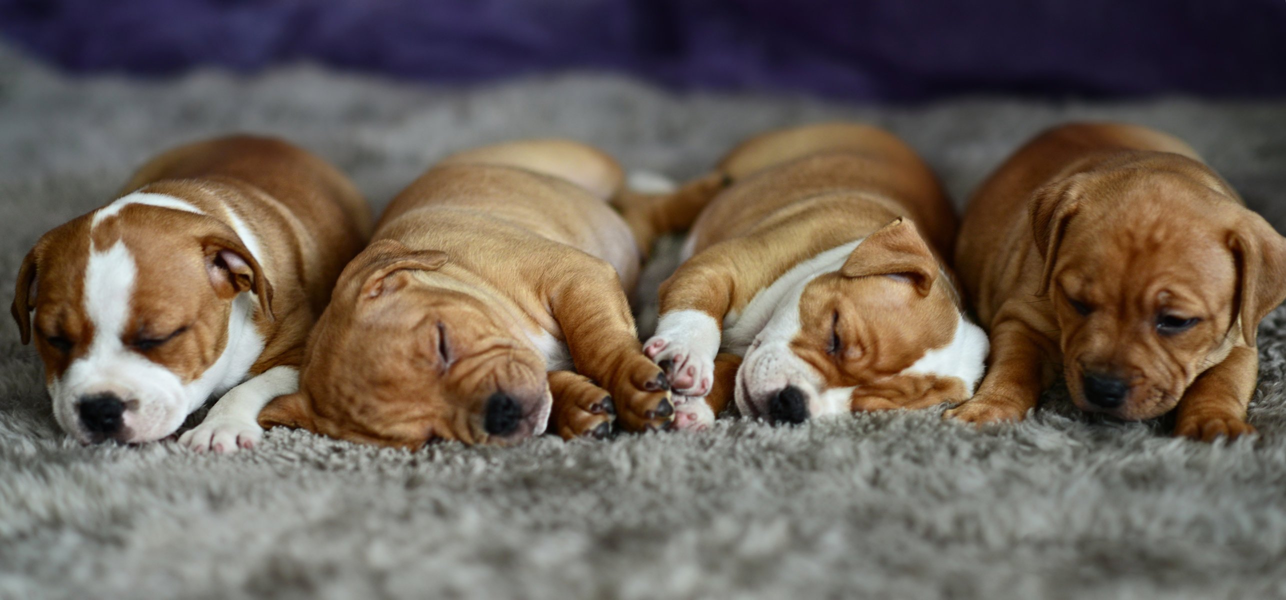 puppies sleeping lazy carpet