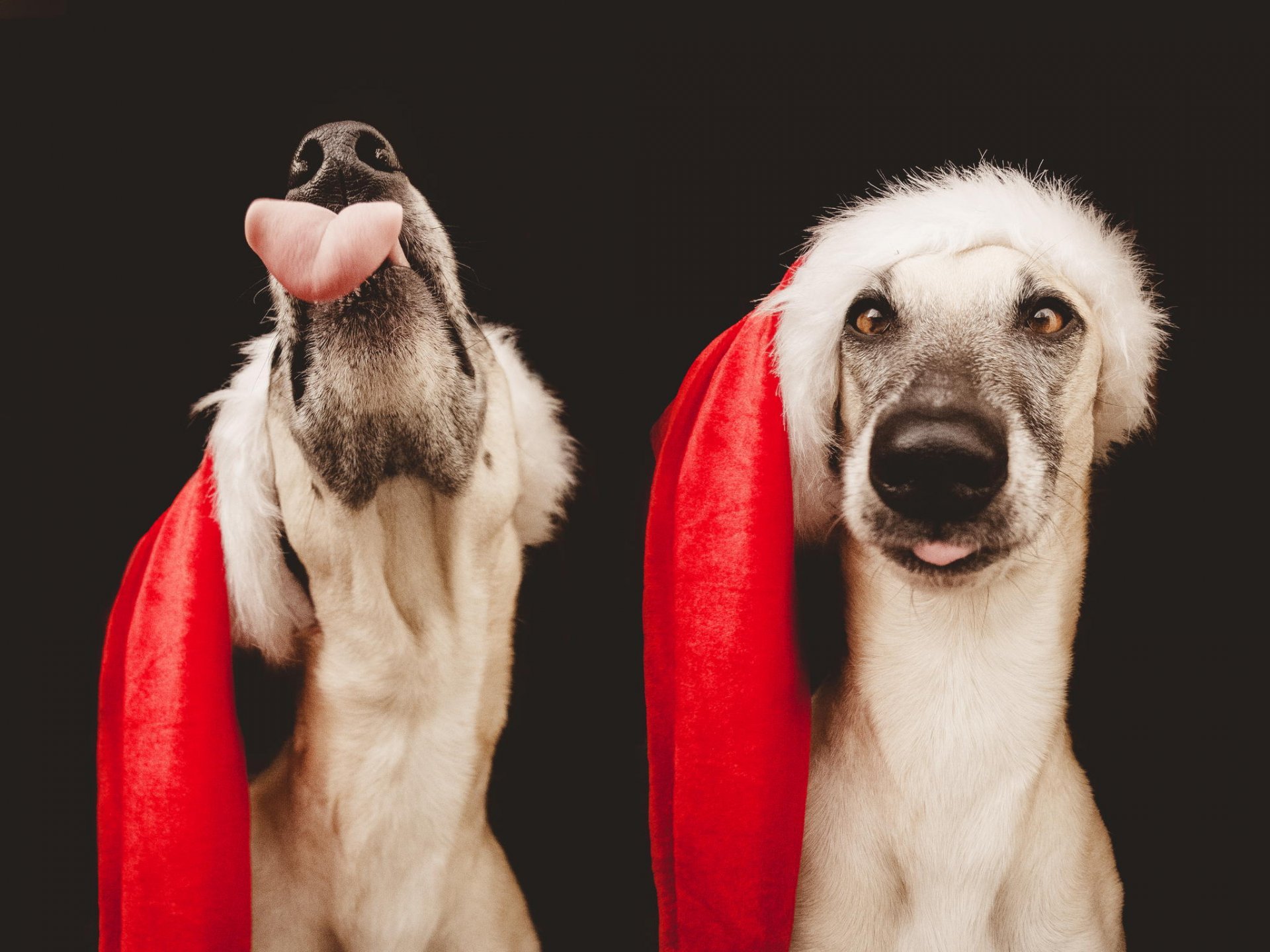 portrait animals dog santa hat