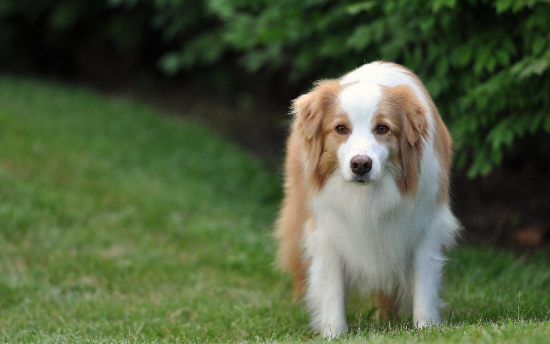 perro amigo mirada