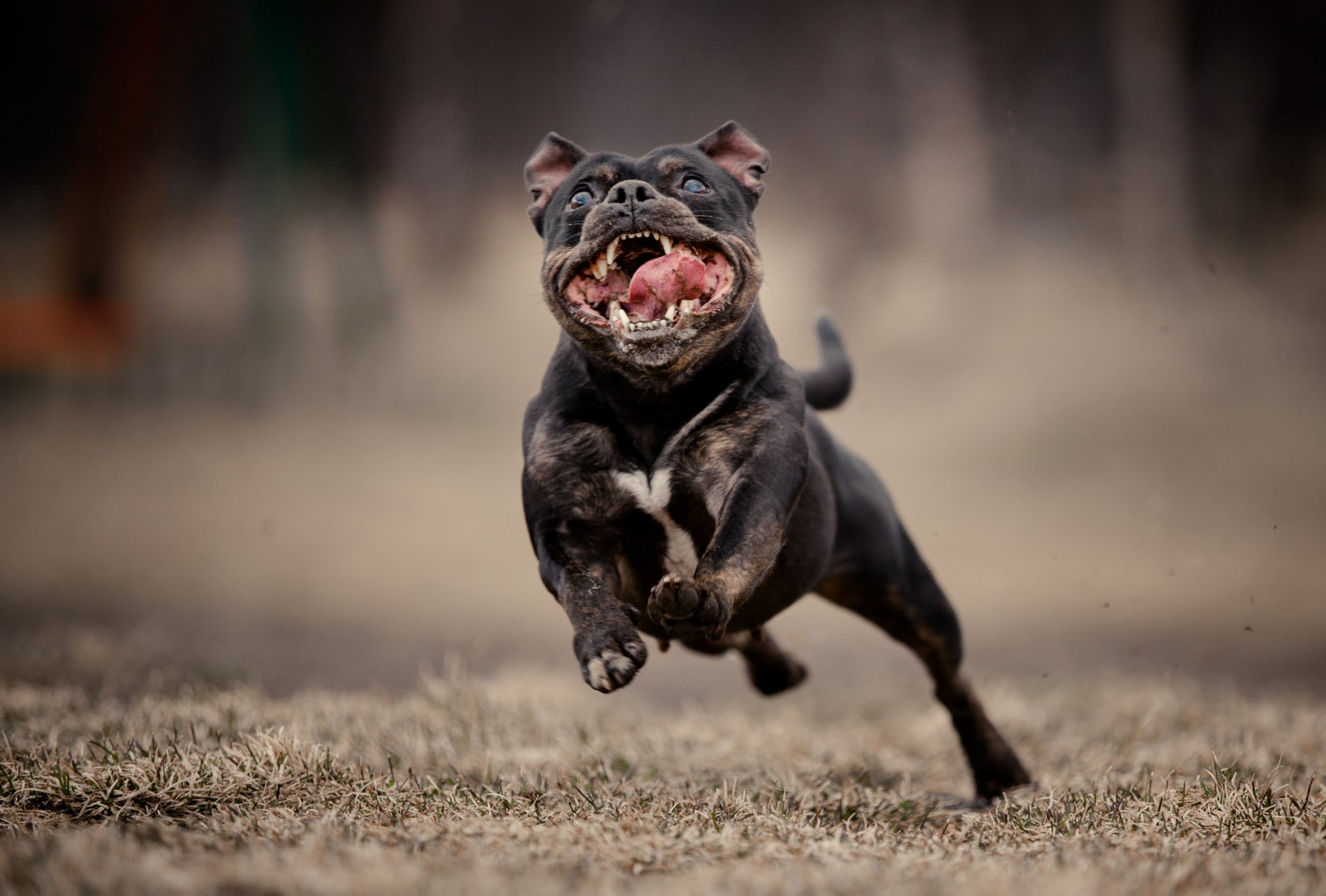 chien courir museau fond