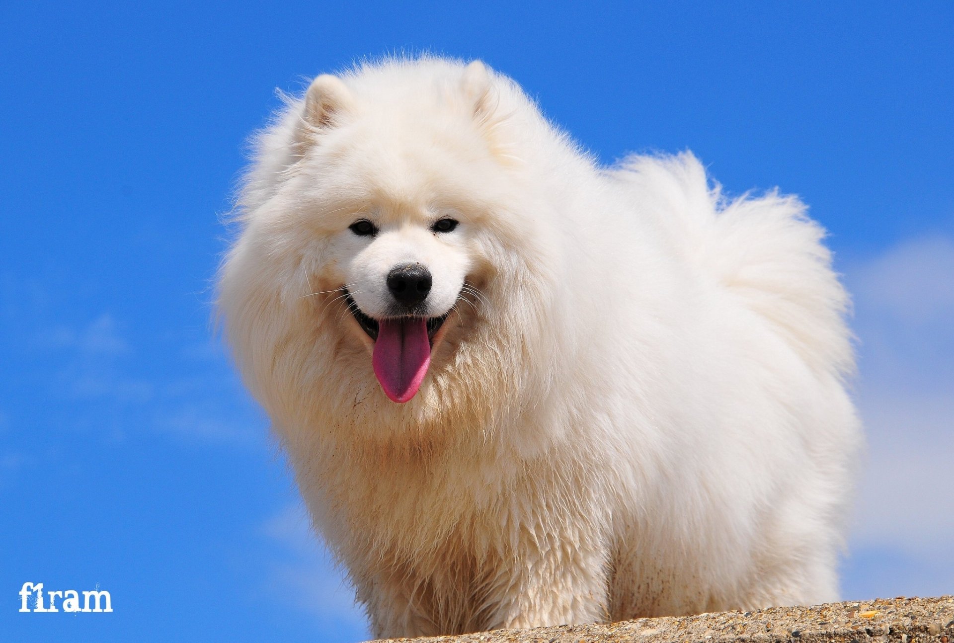 hund samojede freude blick