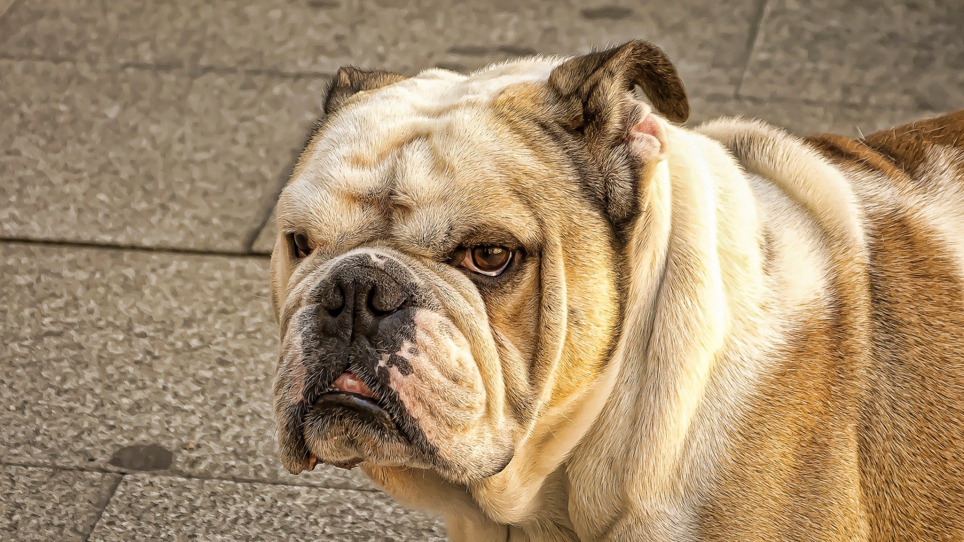 cane sguardo amico