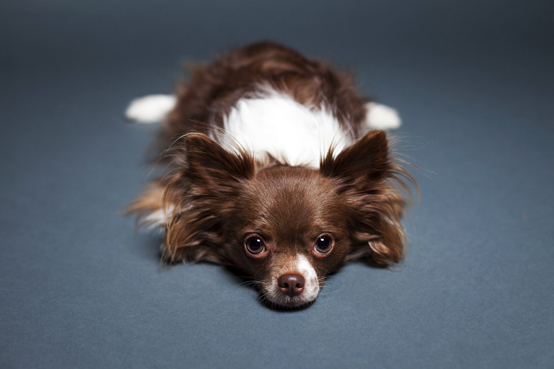 chien chihuahua vue se trouve plancher fond