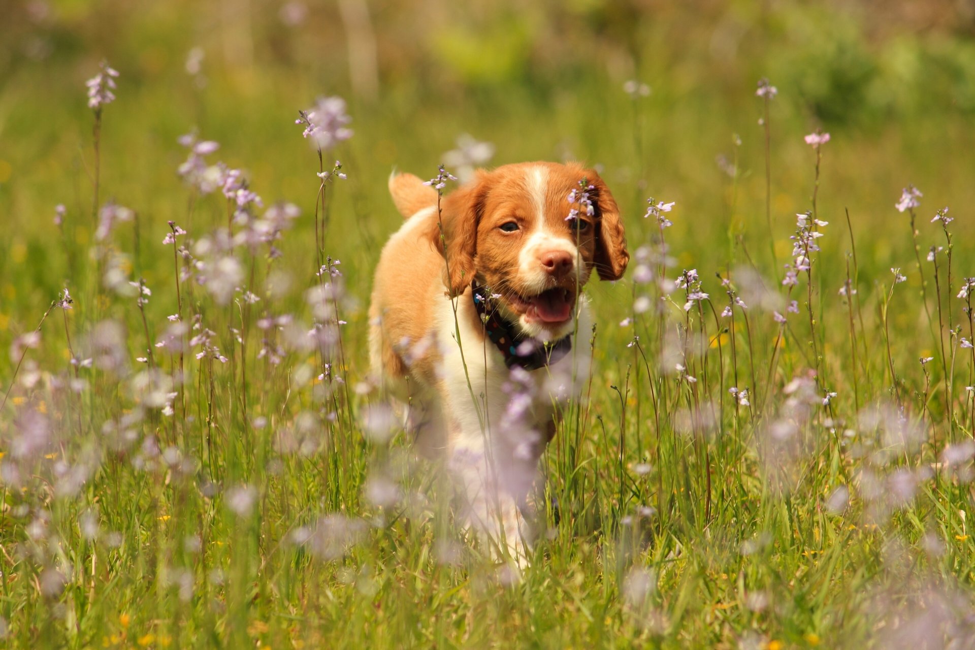 breton epagnol bretonisches epagnol bulle hund hund welpe wiese blumen spaziergang