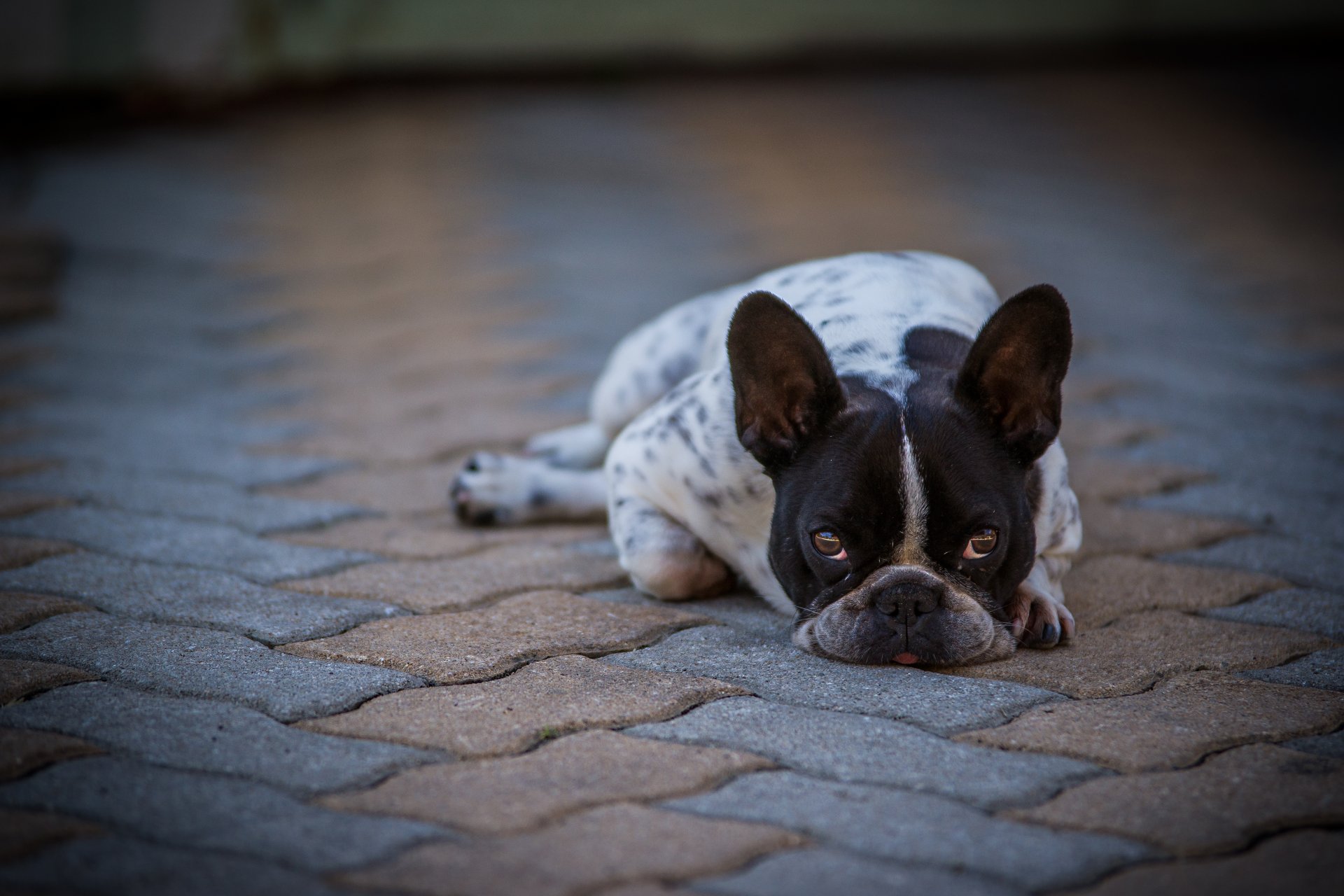 chien vue ami bouledogue français