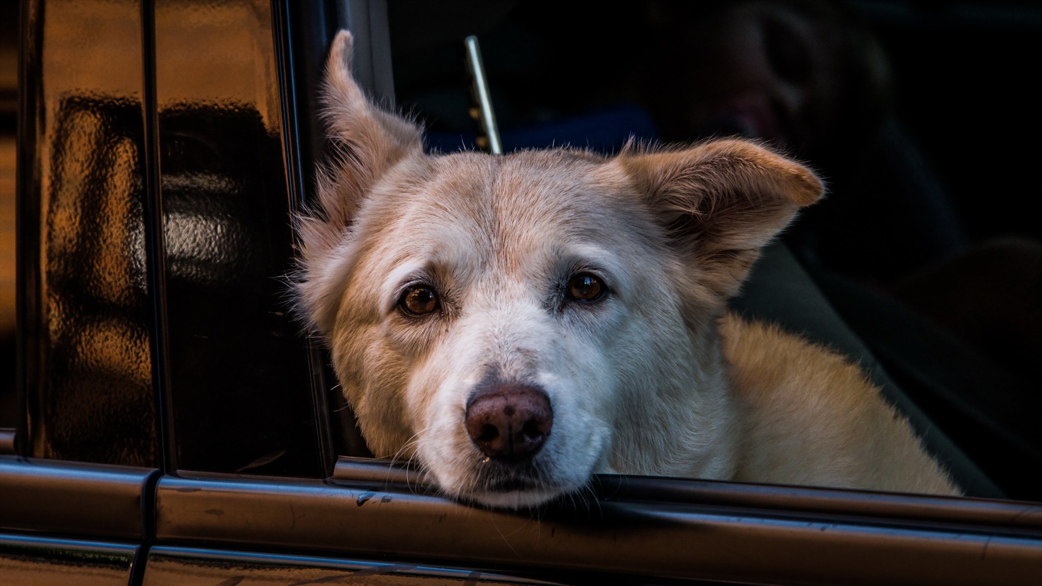 chien regard ami