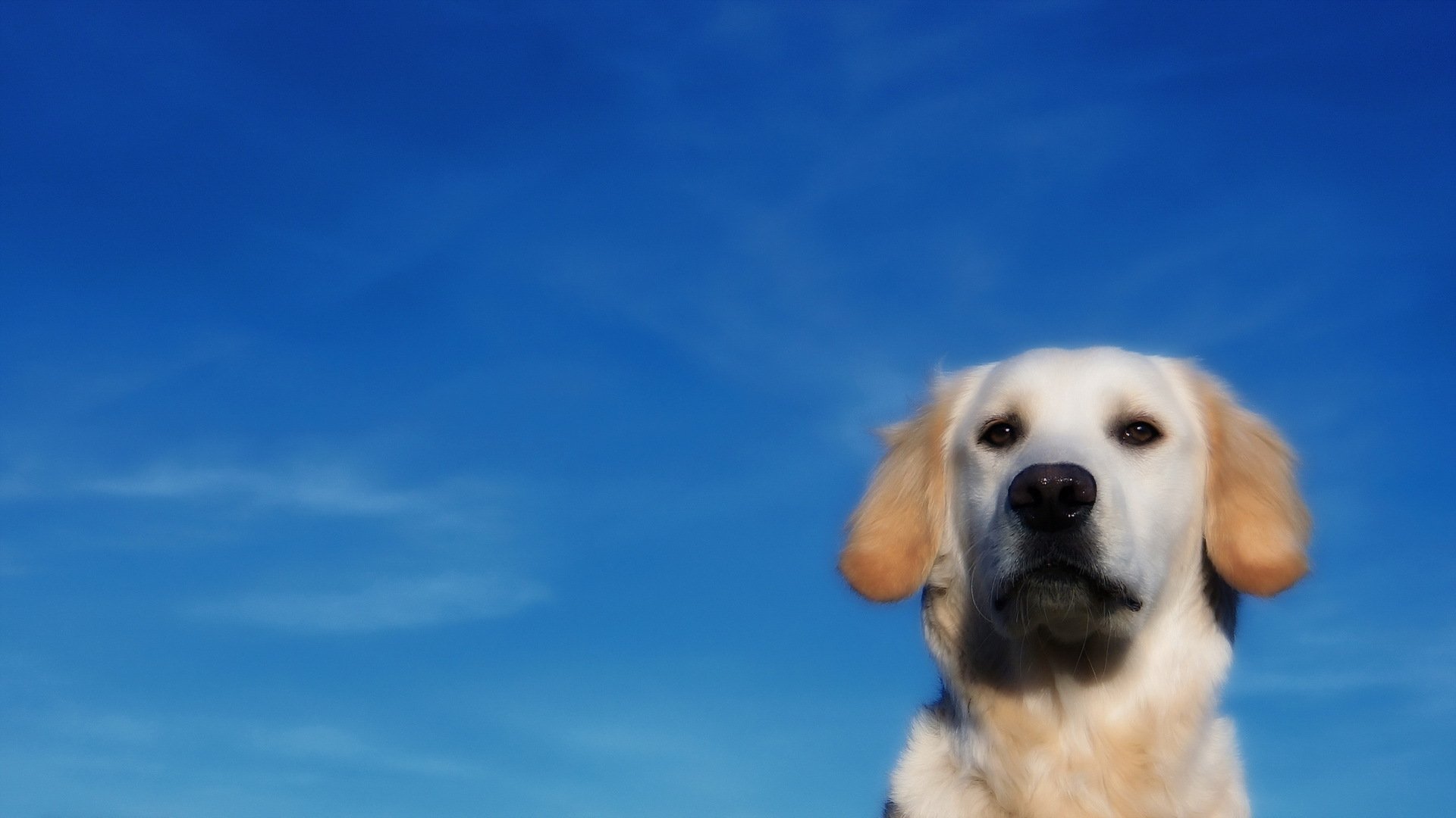 perro amigo cielo