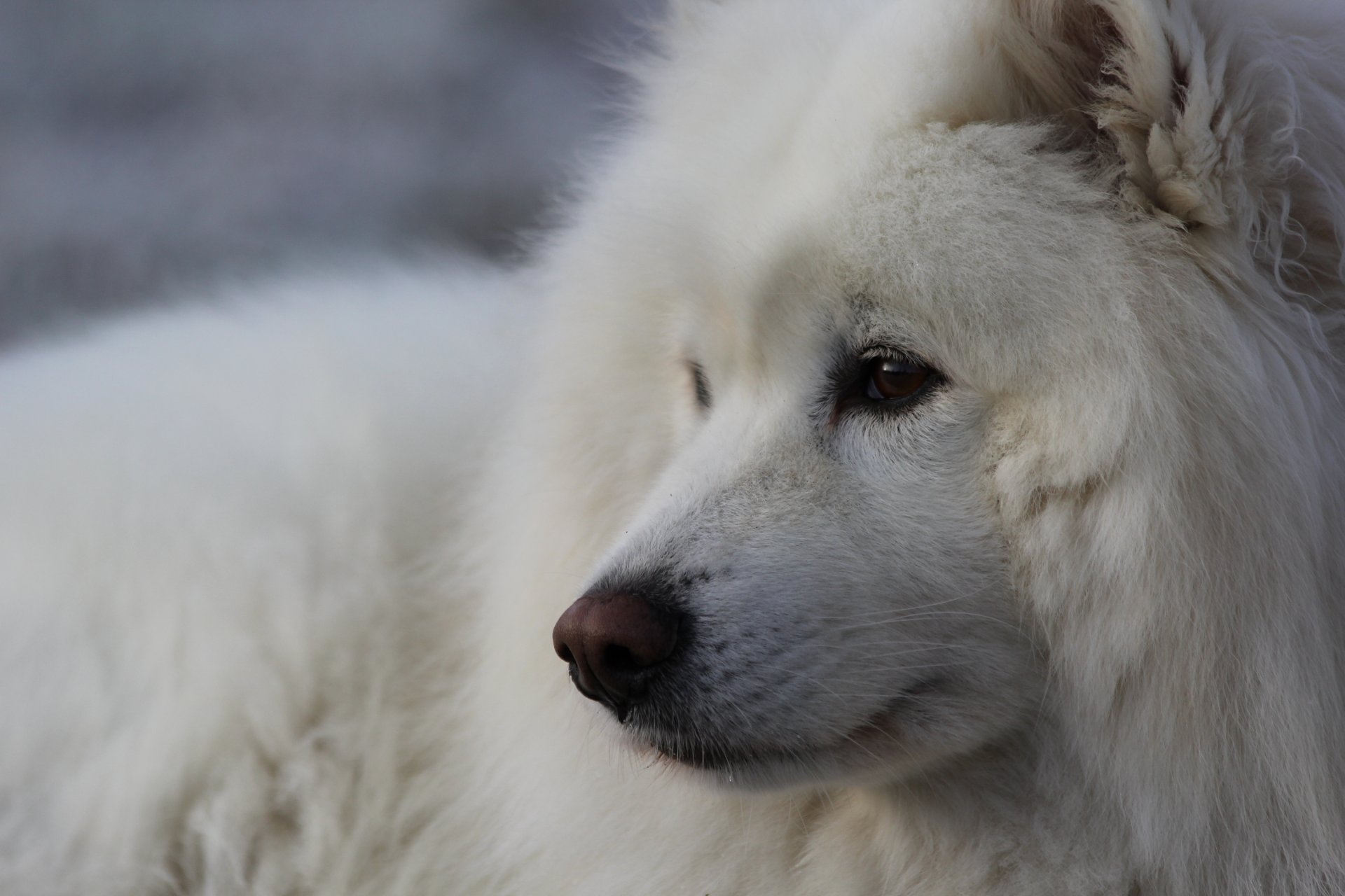 samoyède chien museau