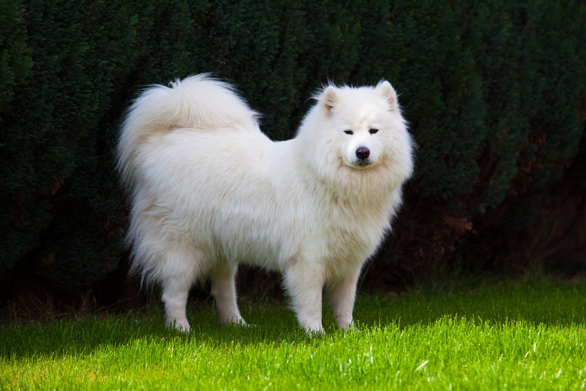 perro samoyedo laika samoyedo hierba