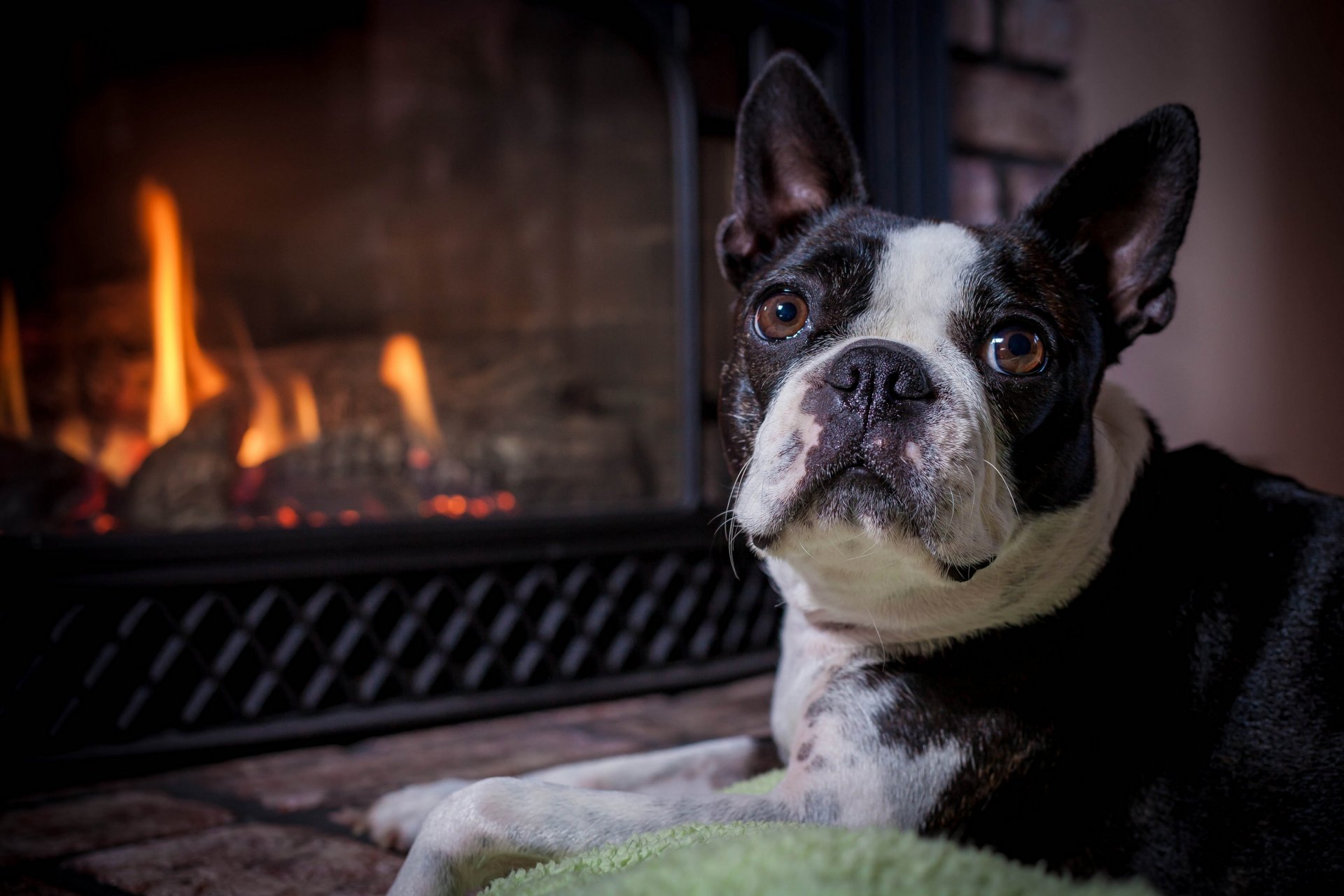 boston terrier perro hocico mirada chimenea