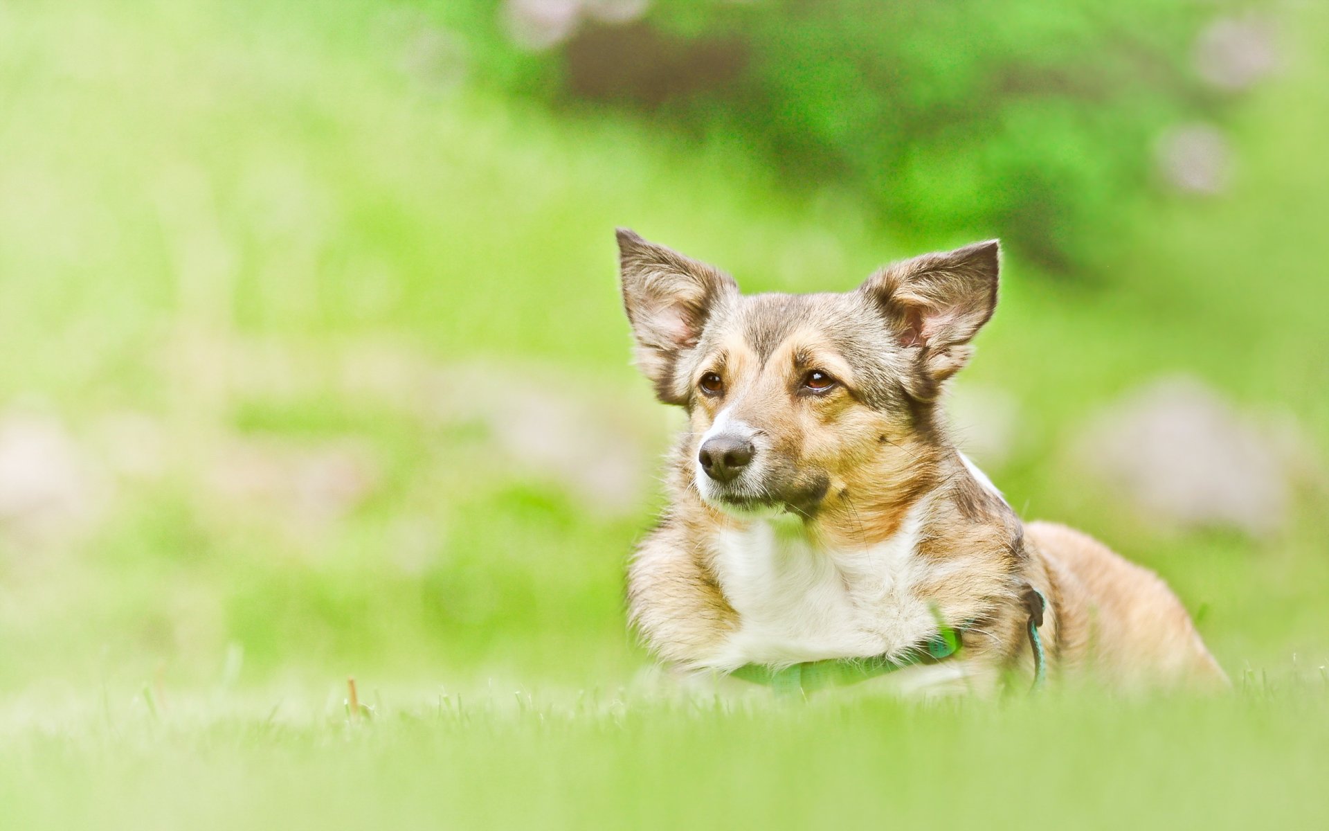 chien regard ami