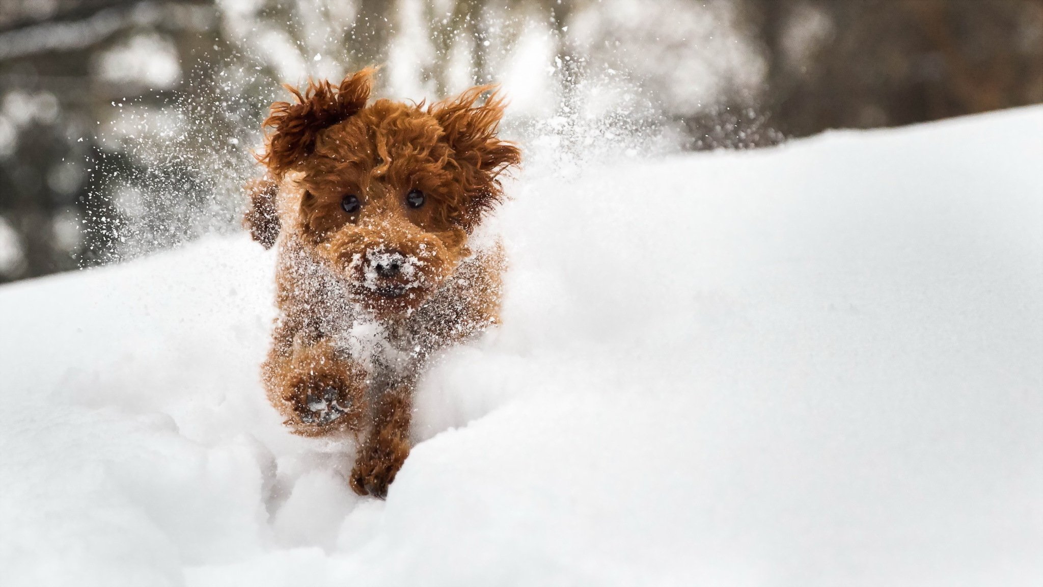 cane sguardo amico inverno neve