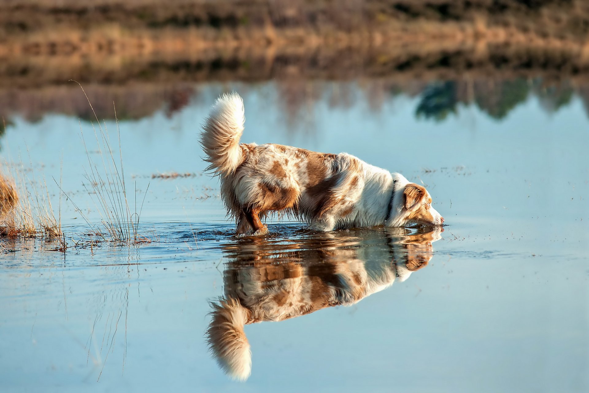 perro vista amigo río