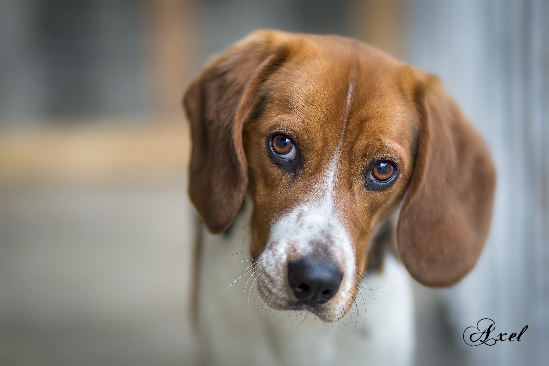 pies przyjaciel zwierzęta beagle spojrzenie