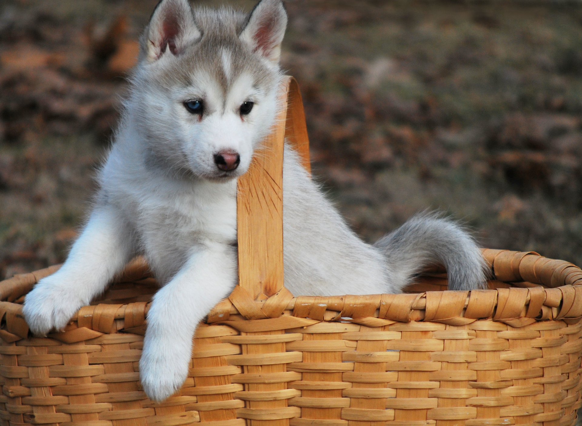 chien chiot husky panier