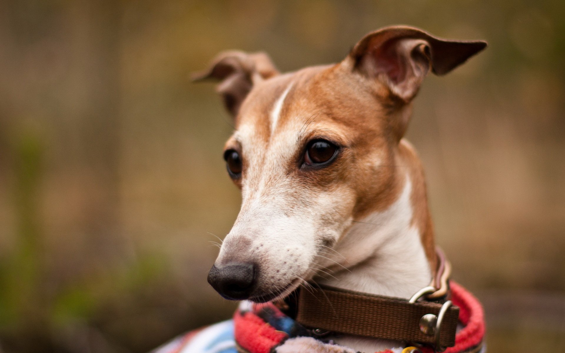 hund blick hintergrund