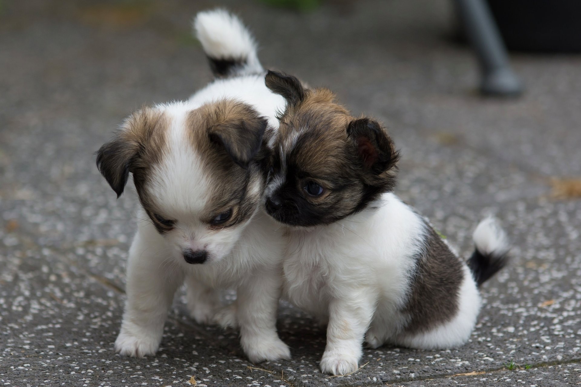 chiens chiots tout-petits