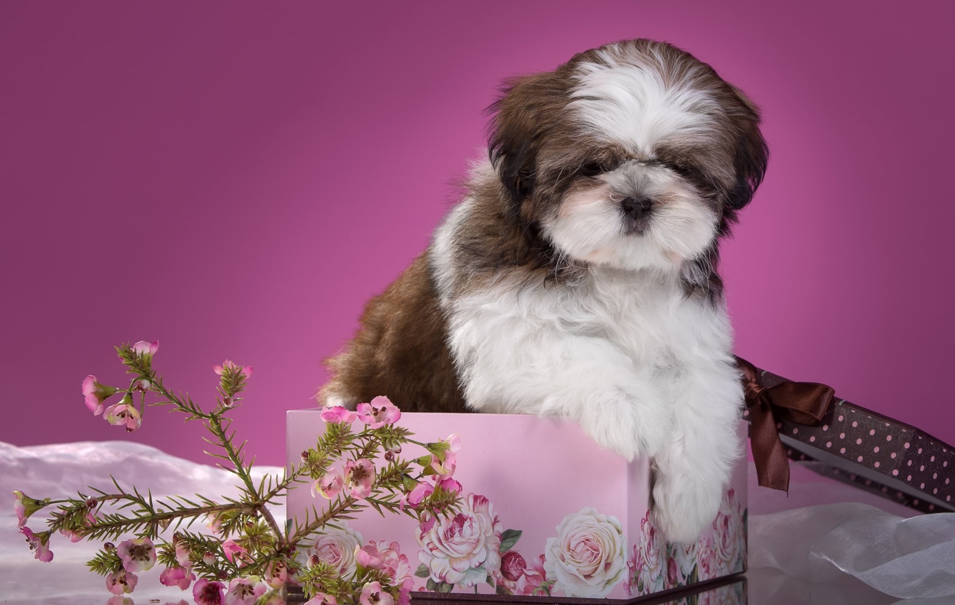 shih tzu chiot fleurs boîte