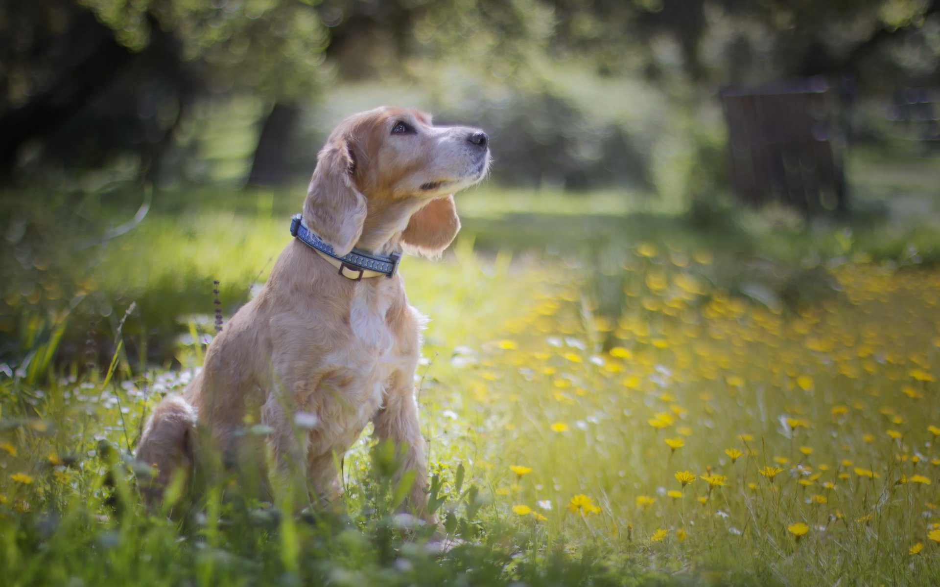 chien regard ami