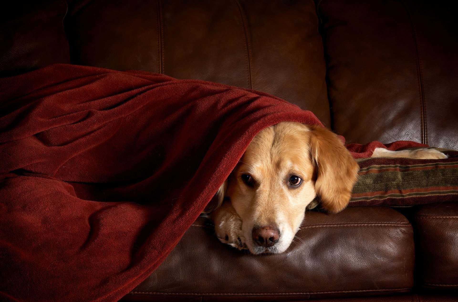 retriever sofá plaid