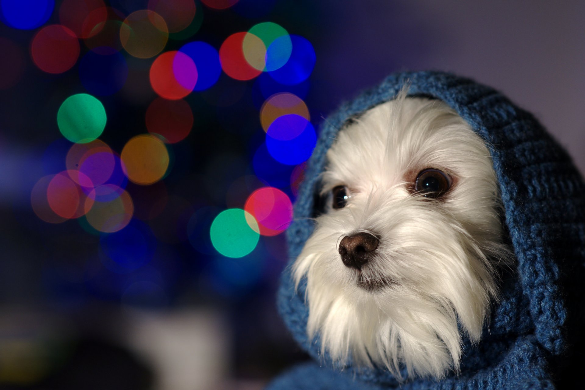 amigo mirada perrito capucha