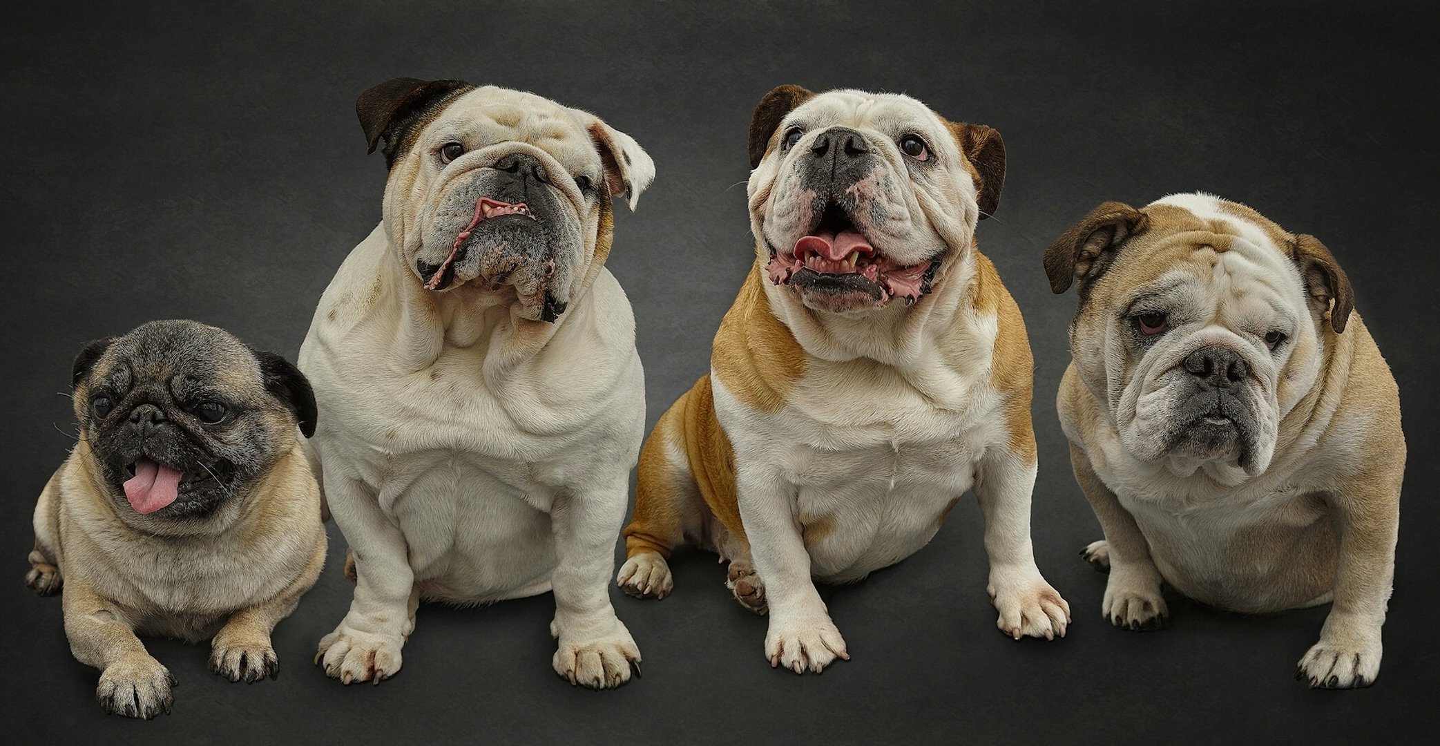 bulldog inglesi pug cani quartetto