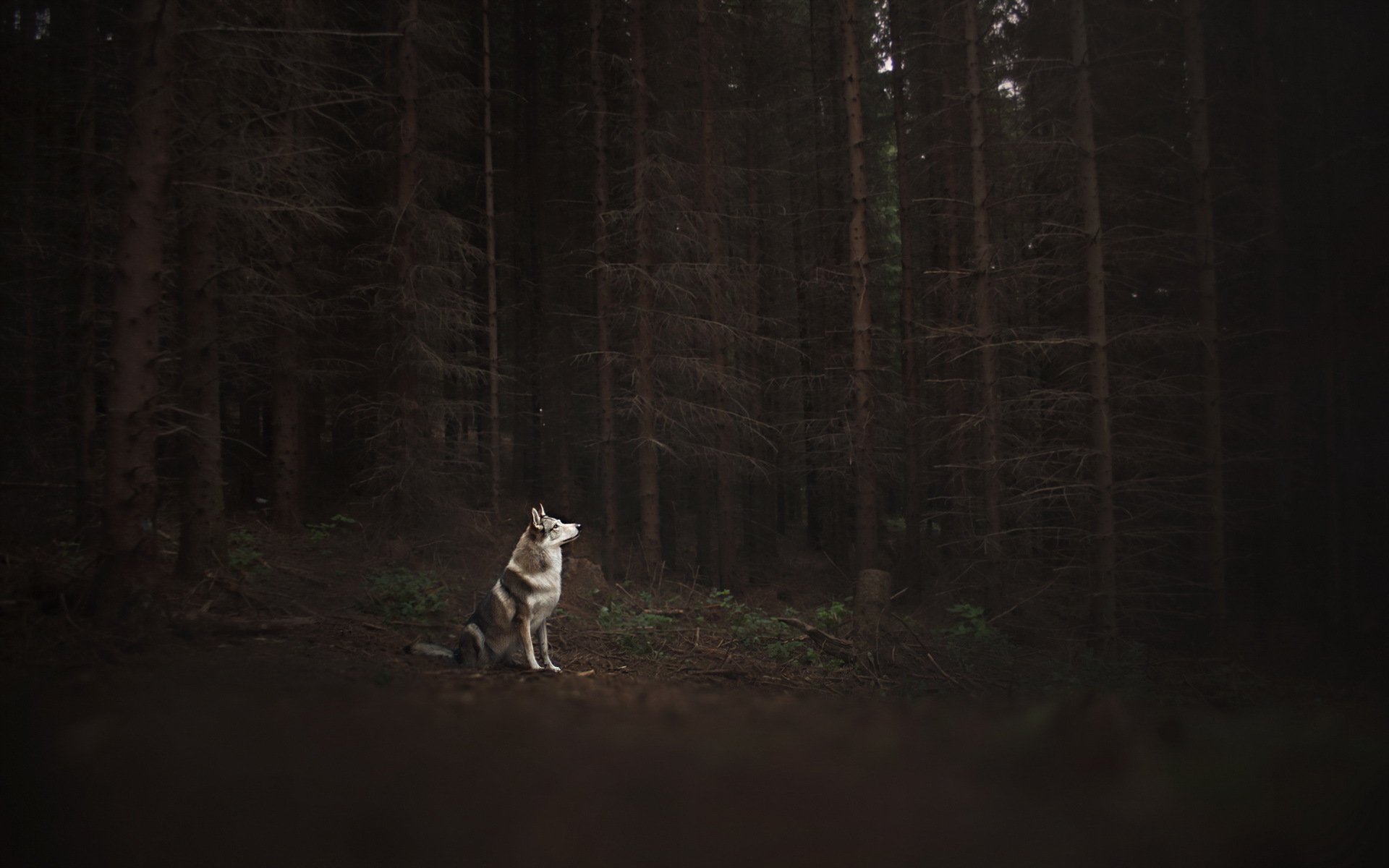 cane foresta amico