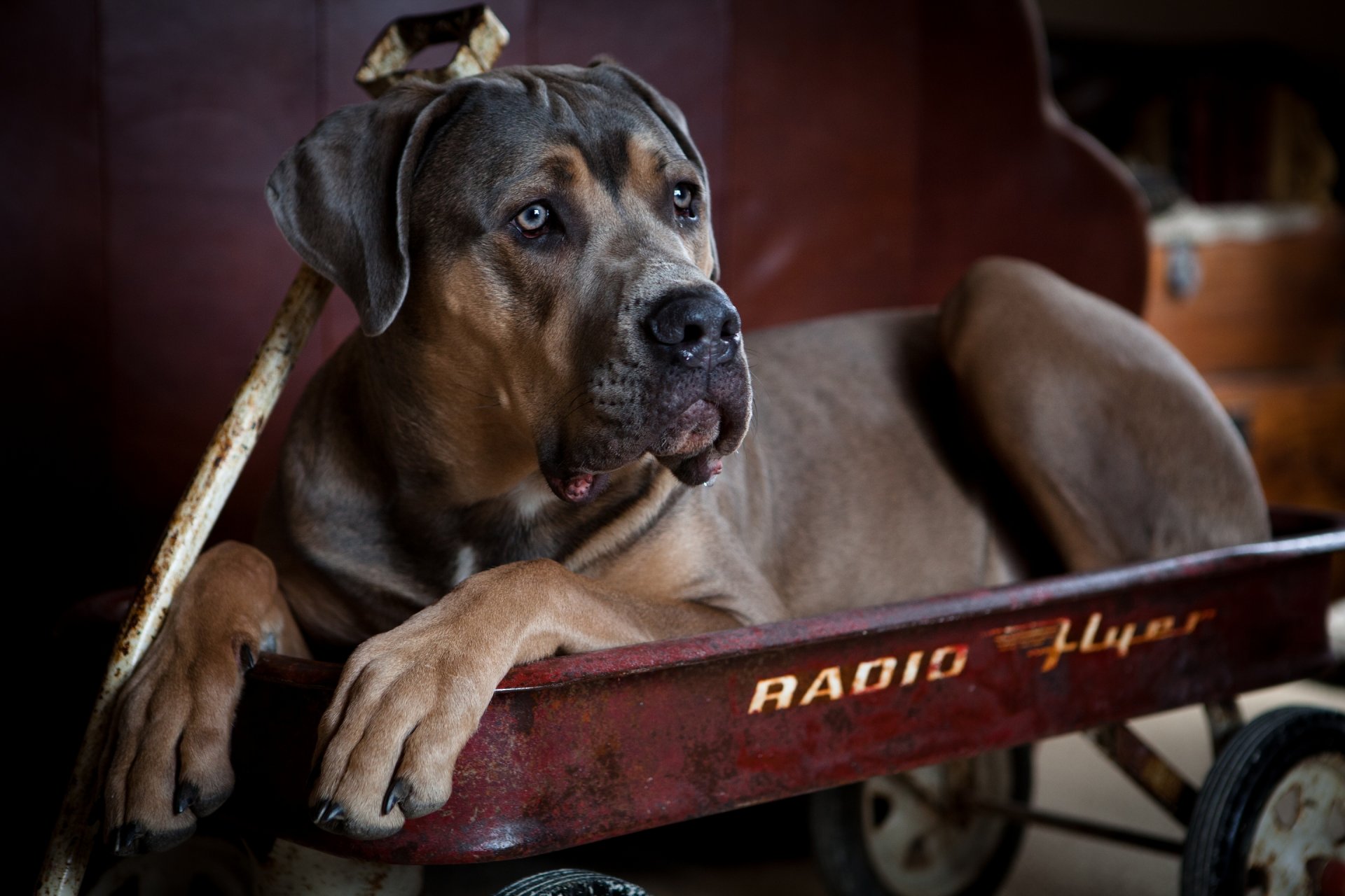 canet-corso chien chariot