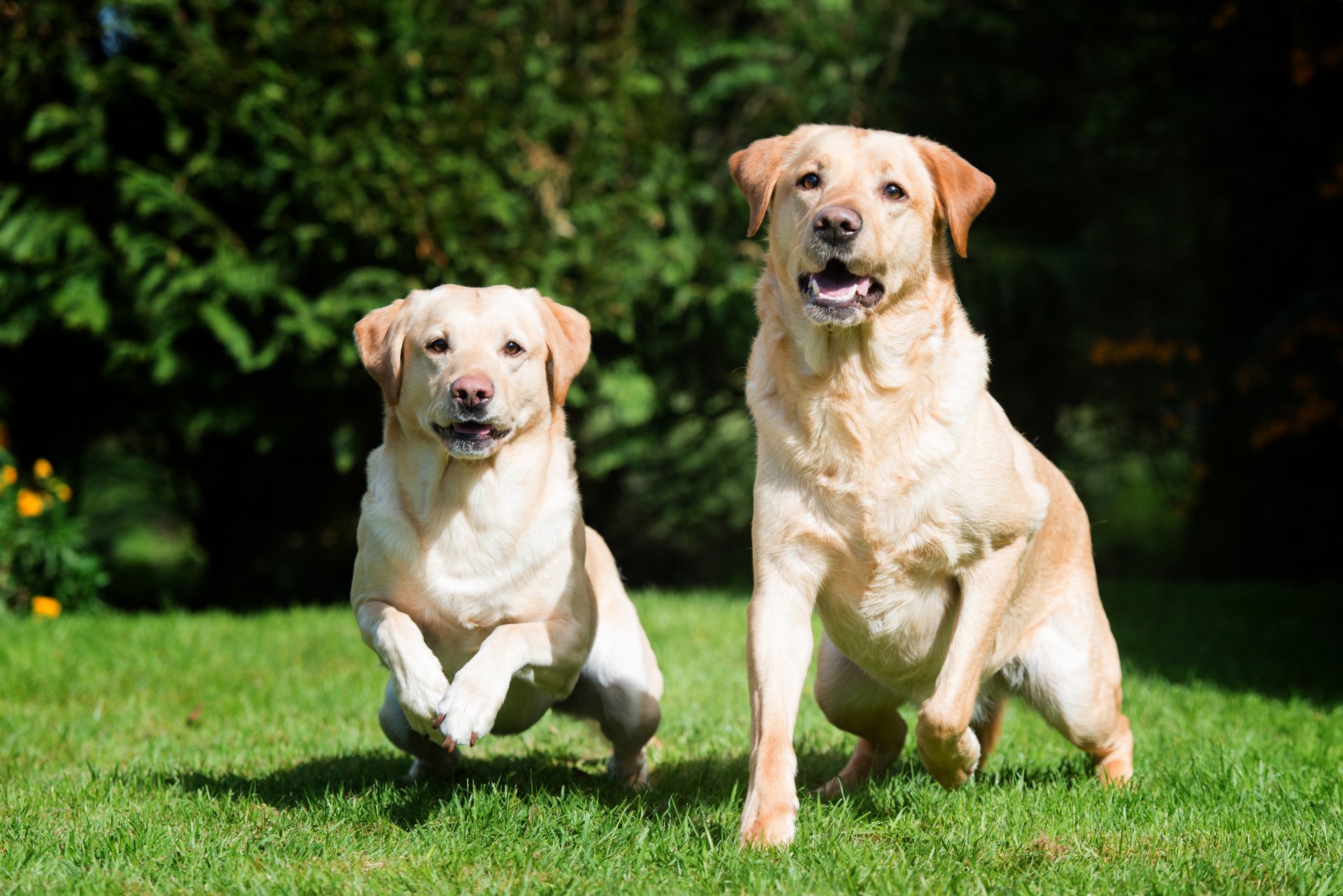 cane labrador erba coppia