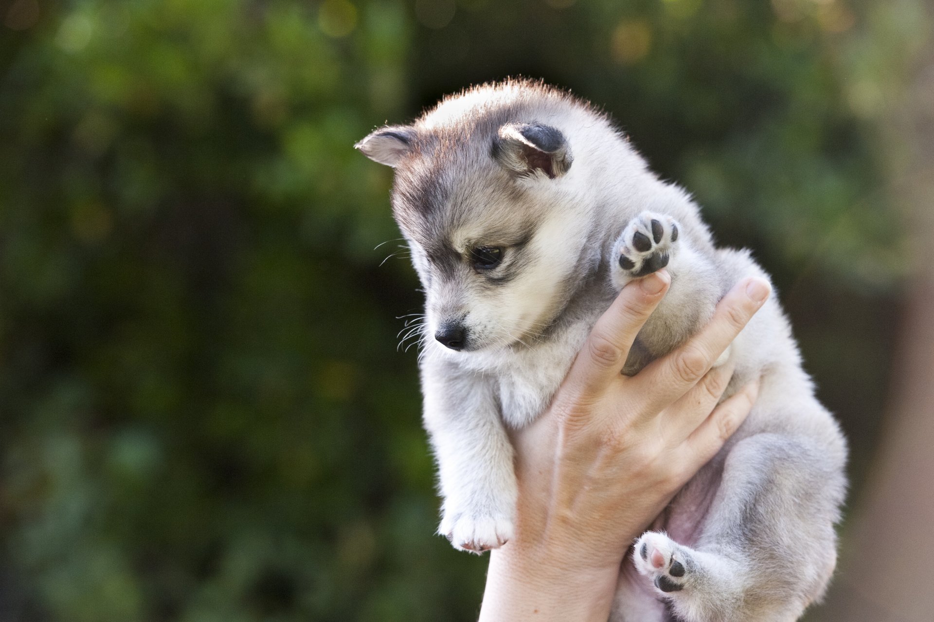 puppy husky hand hold