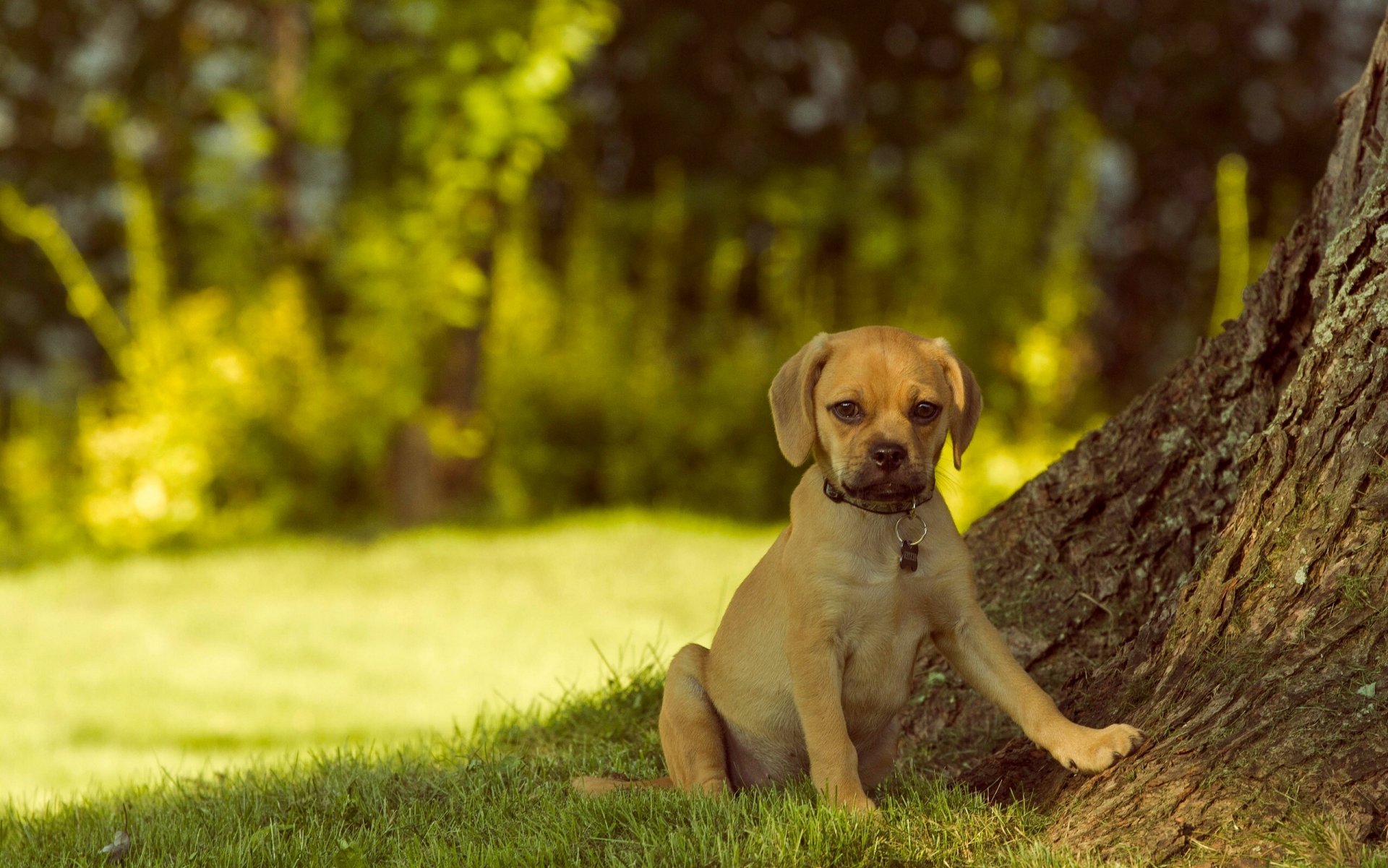 pagl chien regard