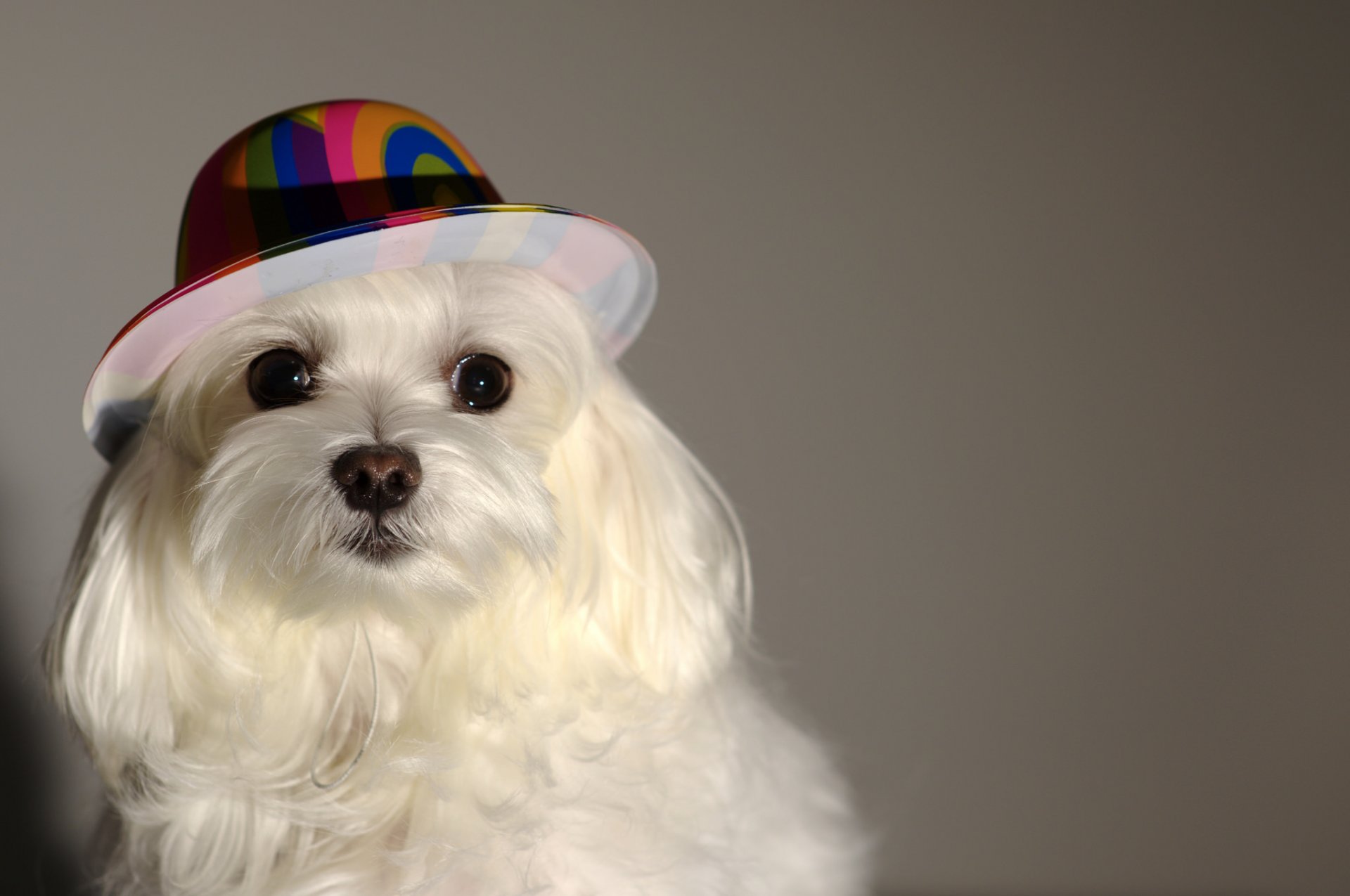 amigo mirada perrito gorro