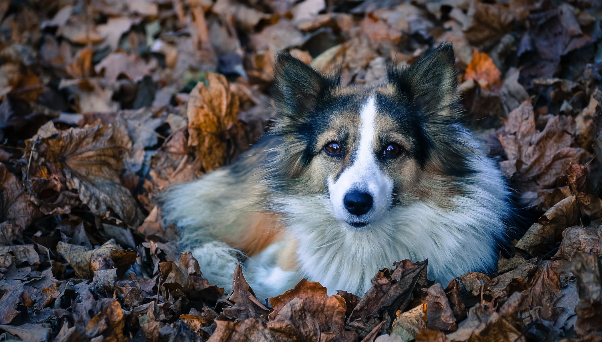 cane sguardo amico