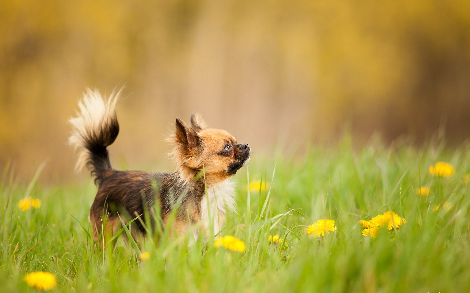 hund blick freund