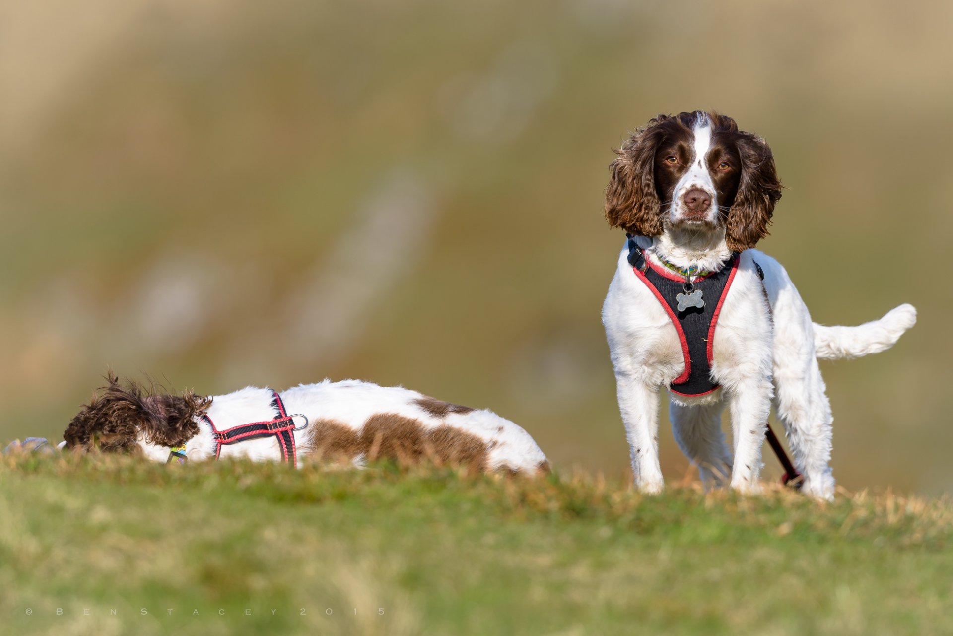 anglais springer spaniel spaniel chiens