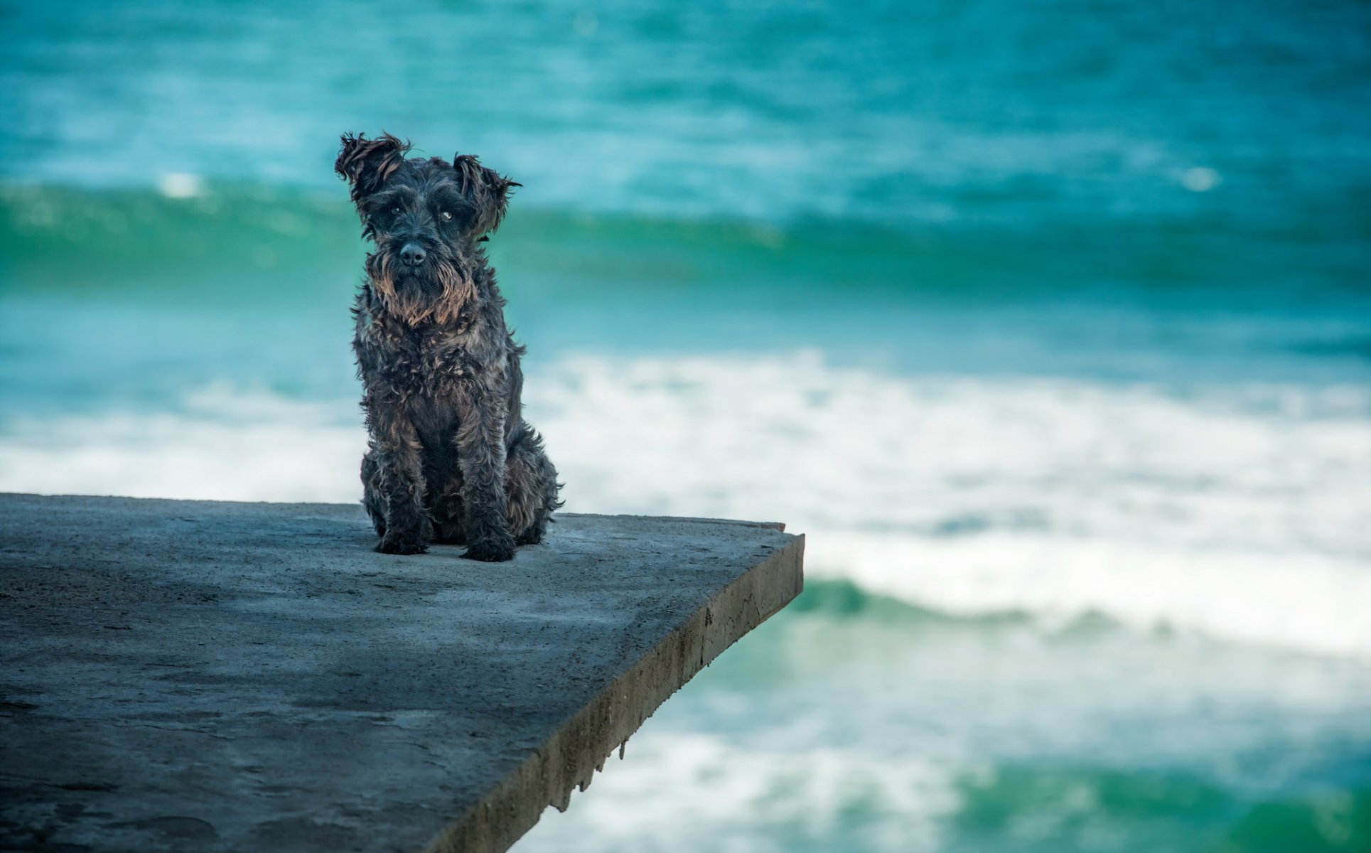 chien regard ami